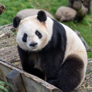 A giant panda sits on a wooden platform, looking directly at the camera. Its black and white fur contrasts beautifully with the green grass in the background, creating a peaceful and charming scene. This unique addition adds an element of joy and surprise, perfect for a memorable wedding experience in Denmark.