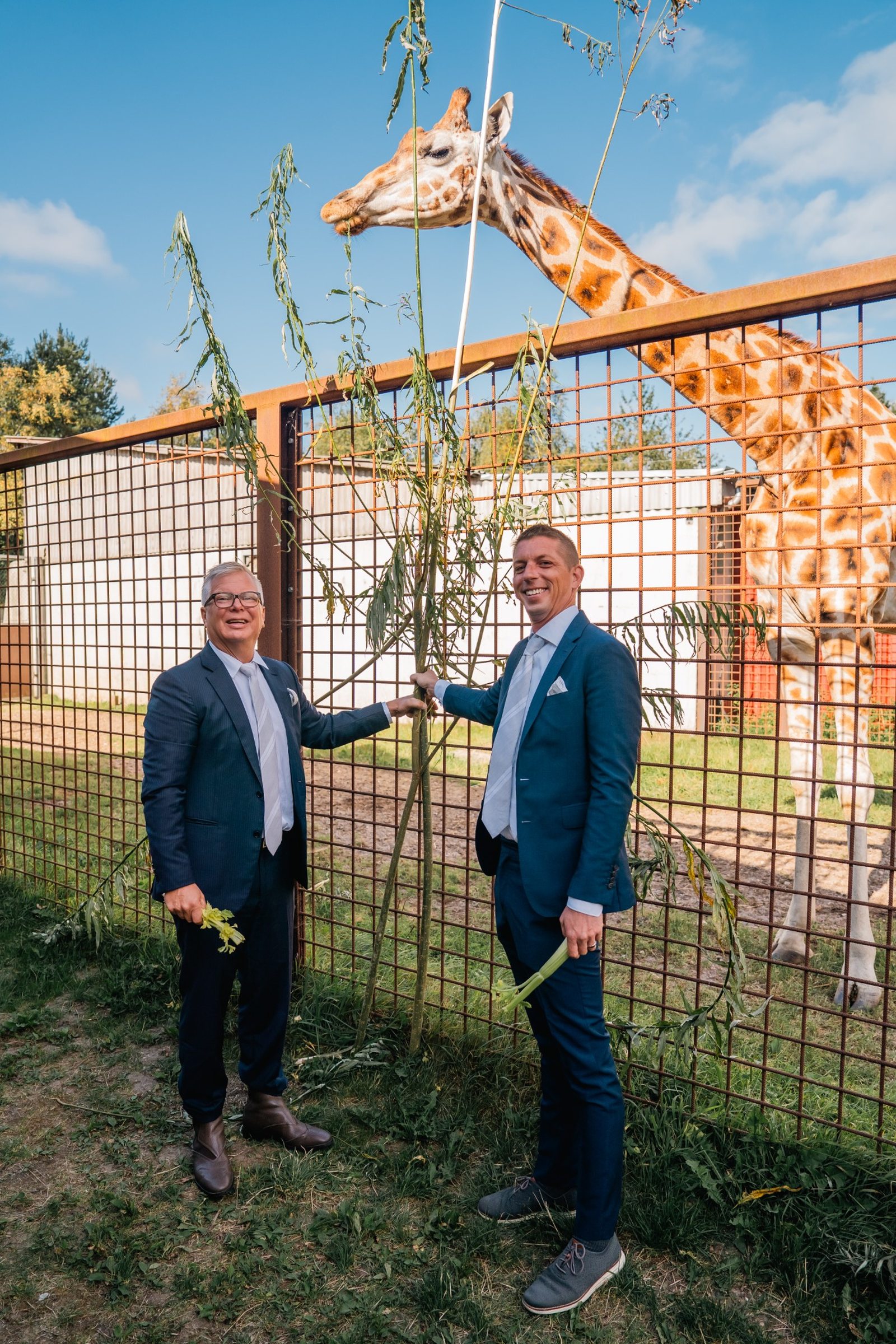 Two grooms in suits smiling while feeding a giraffe at the zoo.