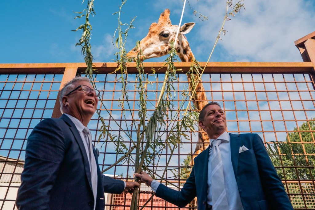 Two grooms in suits laughing while feeding a giraffe at the zoo.