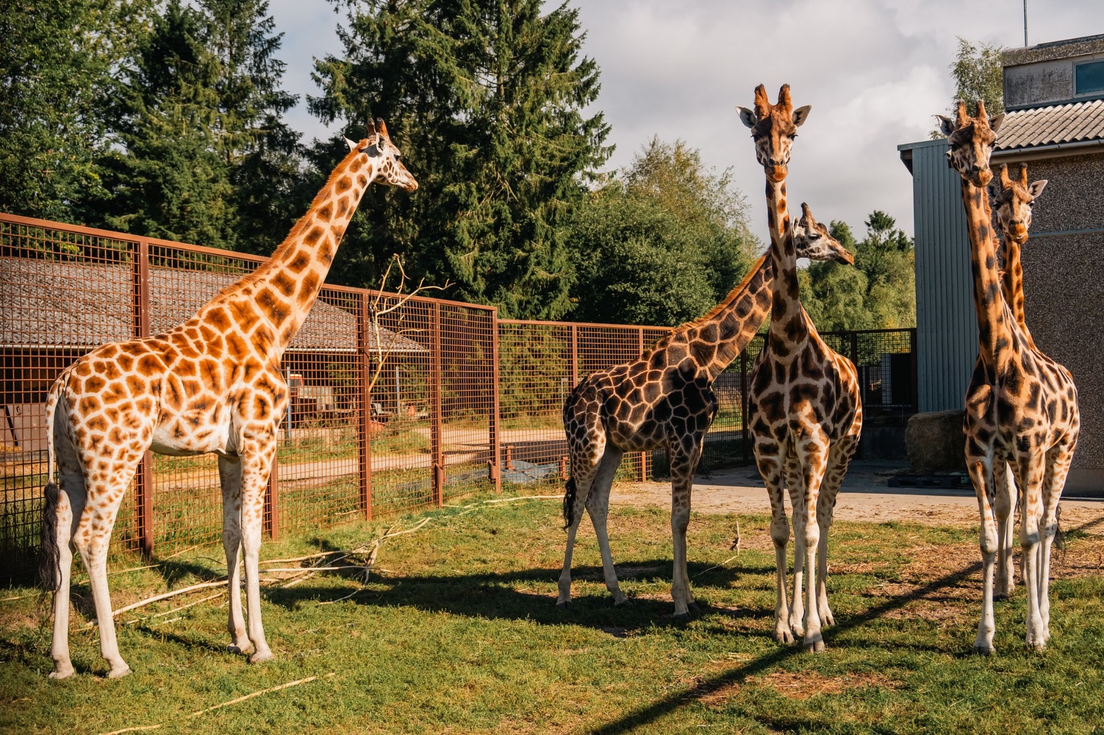 A group of giraffes standing together in an outdoor enclosure on a sunny day